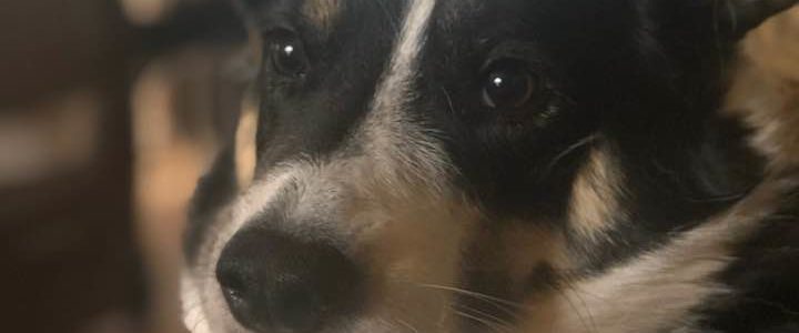 When God Speaks Through A Border Collie